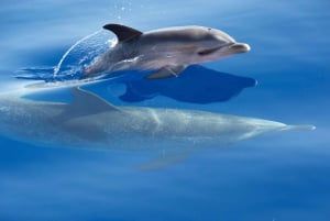 From Calheta: Madeira Whale and Dolphin Watching Boat Tour