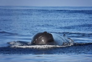 From Calheta: Madeira Whale and Dolphin Watching Boat Tour