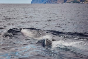 From Calheta: Madeira Whale and Dolphin Watching Boat Tour