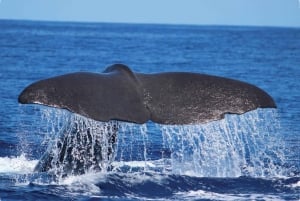 From Calheta: Whale and Dolphin Watching RIB Boat Tour