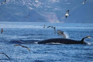 From Calheta: Whale and Dolphin Watching RIB Boat Tour