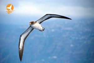 From Calheta: Whale and Dolphin Watching RIB Boat Tour