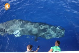 From Calheta: Whale and Dolphin Watching RIB Boat Tour