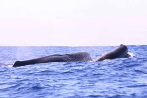 From Calheta: Whale and Dolphin Watching RIB Boat Tour