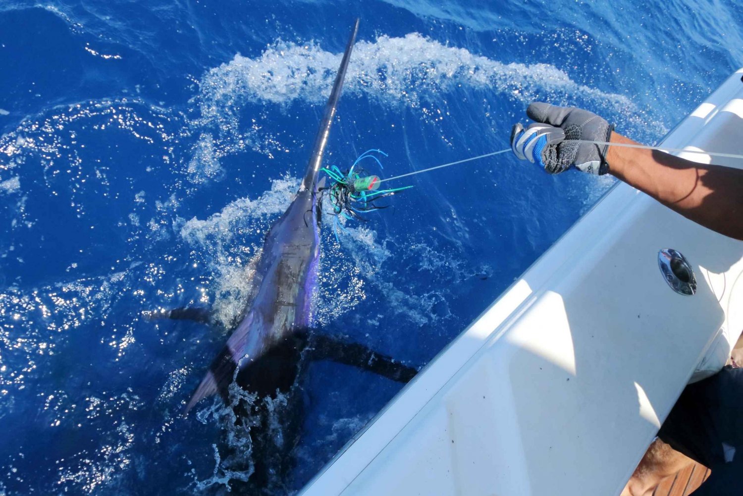 From Funchal : Big Game Fishing boat trip