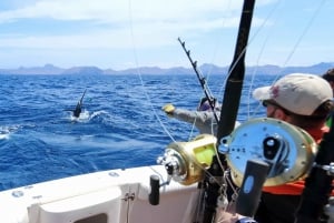 From Funchal : Big Game Fishing boat trip