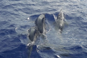 Da Funchal: Crociera al tramonto a Cabo Girao su catamarano di lusso