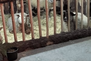 Depuis Funchal : Crèche et illuminations de Noël de Curral das Freiras