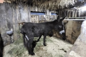 Depuis Funchal : Crèche et illuminations de Noël de Curral das Freiras