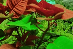 Depuis Funchal : Crèche et illuminations de Noël de Curral das Freiras