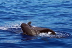 From Funchal: Ecological Catamaran Dolphin Whale Watching