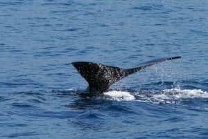 From Funchal: Ecological Catamaran Dolphin Whale Watching