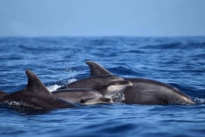 From Funchal: Ecological Catamaran Dolphin Whale Watching