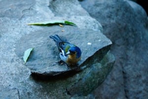 From Funchal: Levada Nova Hiking Tour with stopover at beach