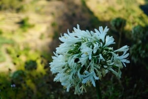 From Funchal: Levada Nova Hiking Tour with stopover at beach