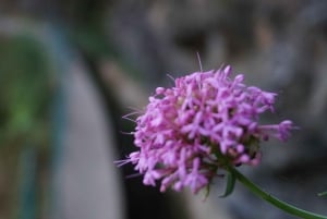 From Funchal: Levada Nova Hiking Tour with stopover at beach