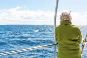 Desde Funchal: Excursión de avistamiento de delfines y ballenas en Madeira