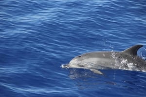 Desde Funchal: Excursión de avistamiento de delfines y ballenas en Madeira