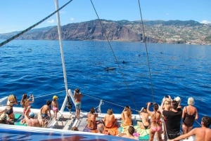 Desde Funchal: Excursión de avistamiento de delfines y ballenas en Madeira