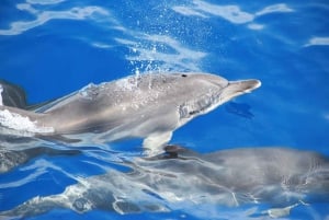 Desde Funchal: Excursión de avistamiento de delfines y ballenas en Madeira