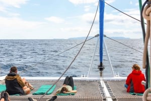 Desde Funchal: Excursión de avistamiento de delfines y ballenas en Madeira