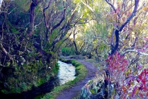 From Funchal: Madeira Lakes Levada Guided Hike