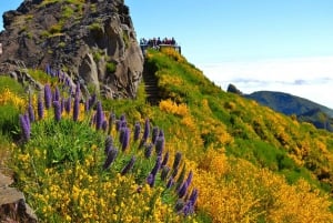 From Funchal: Madeira Peaks Mountain Walk