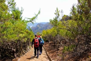 From Funchal: Madeira Peaks Mountain Walk