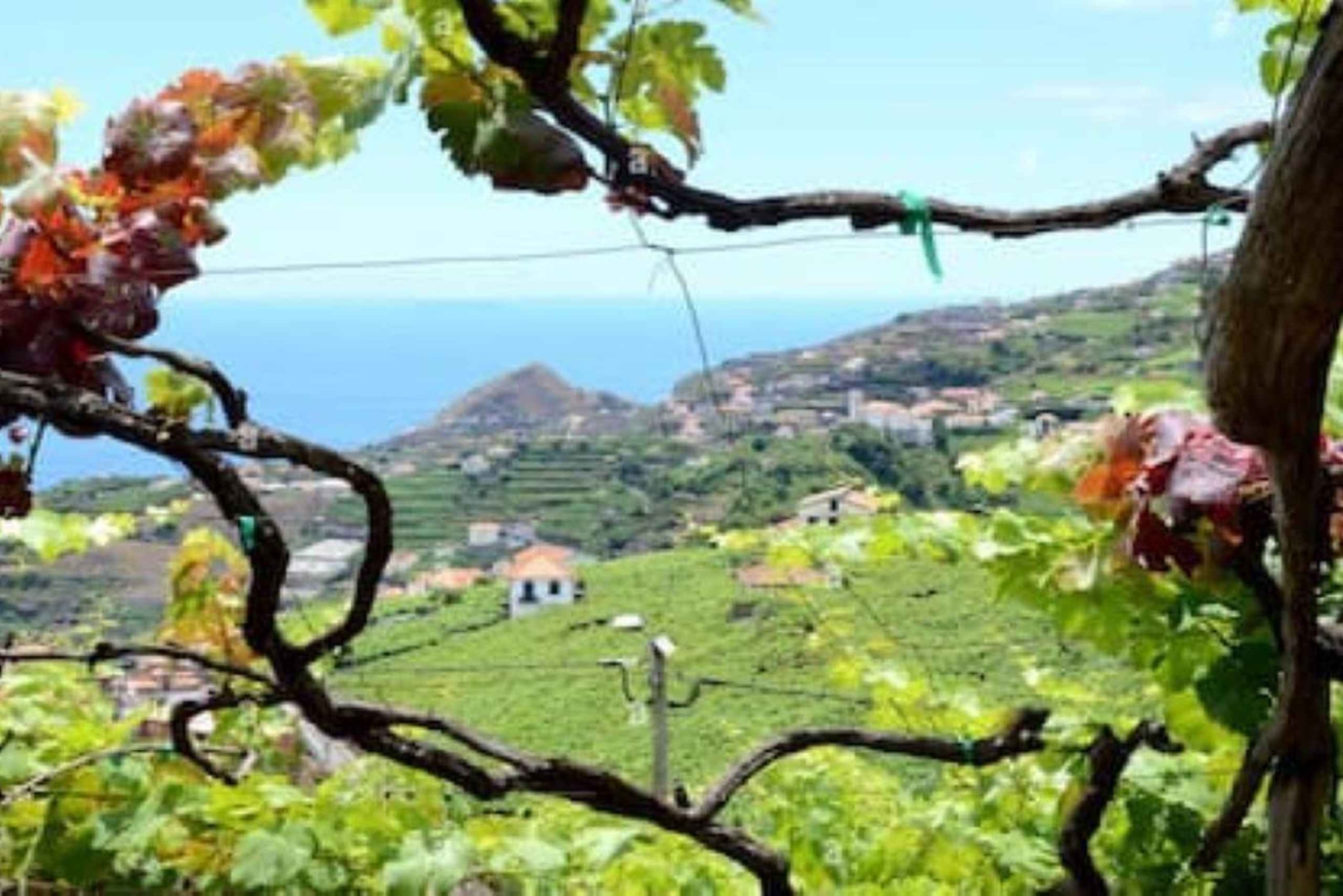From Funchal: Madeira Wine Tour, Cable Car & Typical Lunch