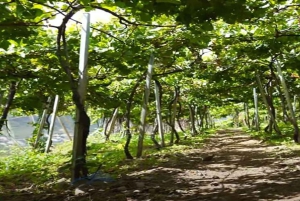 From Funchal: Madeira Wine Tour, Cable Car & Typical Lunch