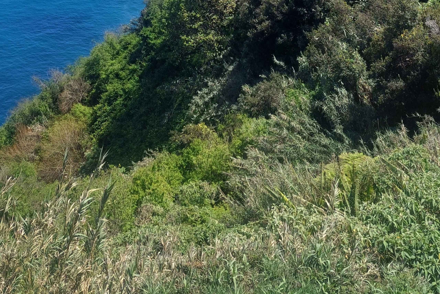 Из Фуншала: Пико-ду-Ариейро и Сантана на целый день 4x4 Tour