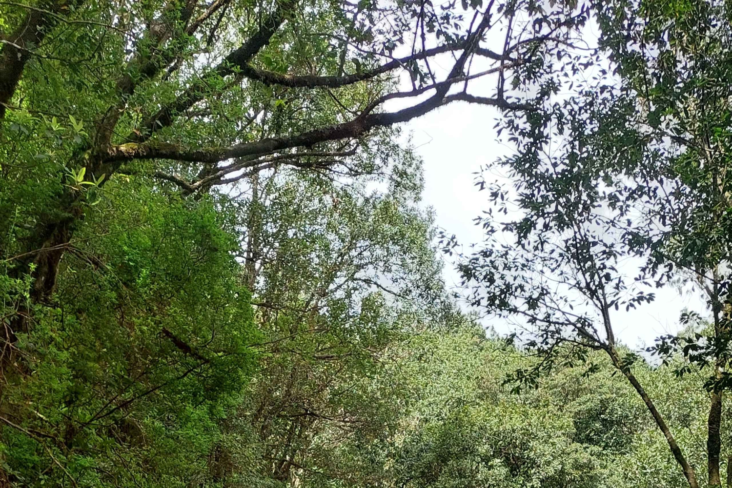 Из Фуншала: Пико-ду-Ариейро и Сантана на целый день 4x4 Tour