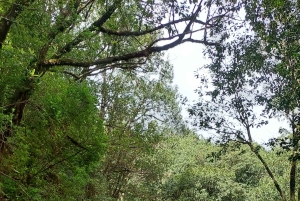 Из Фуншала: Пико-ду-Ариейро и Сантана на целый день 4x4 Tour