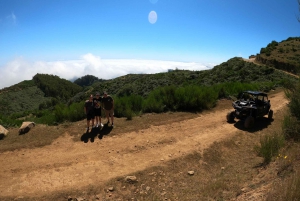 Från Funchal: Privat buggytur, Skywalk, stigar och bergstoppar