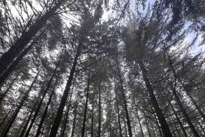 Vanuit Funchal: privétour in een jeep door het oosten of westen