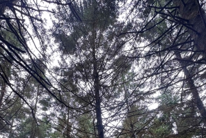 Vanuit Funchal: privétour in een jeep door het oosten of westen