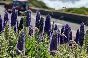 Vanuit Funchal: privétour in een jeep door het oosten of westen