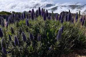 Vanuit Funchal: privétour in een jeep door het oosten of westen