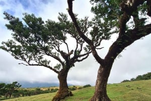 Private Madeira Complete Full Day Tour