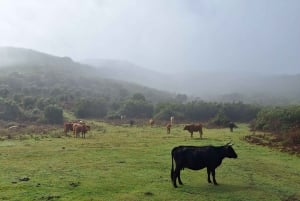 Private Madeira Complete Full Day Tour