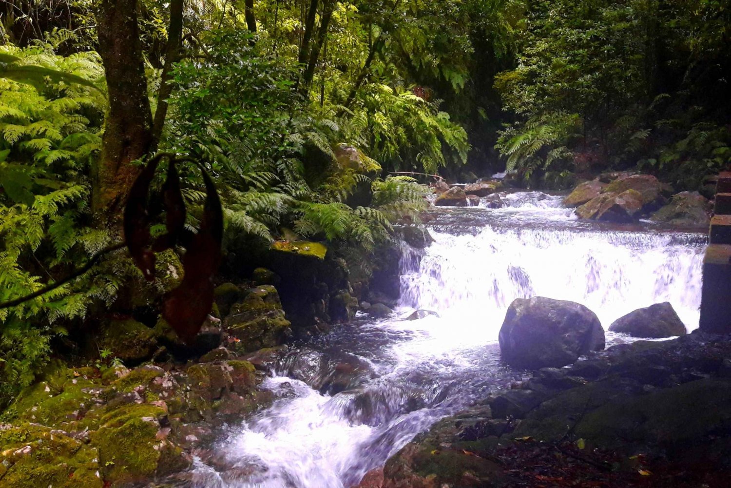 From Funchal: São Jorge Valleys Levada Walk