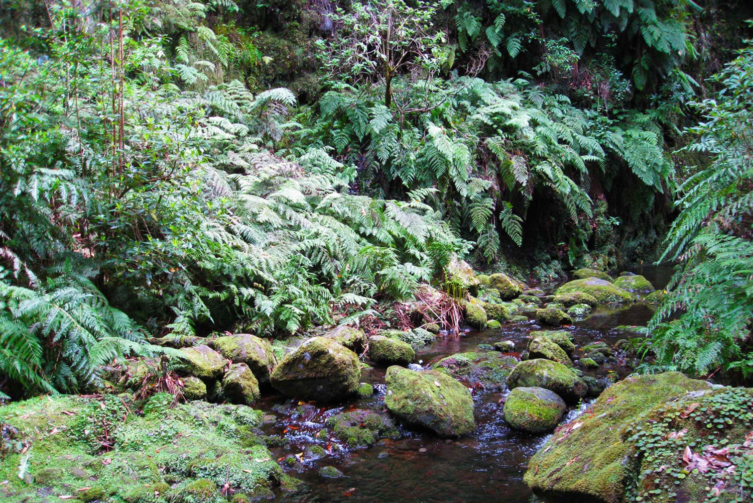 Fra Funchal: São Jorge Valleys Levada Walk
