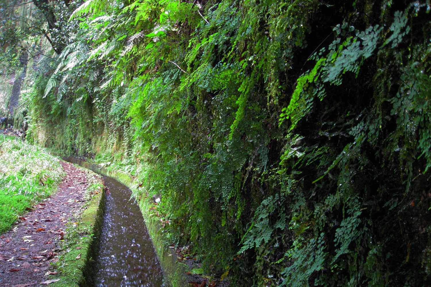 Fra Funchal: São Jorge Valleys Levada Walk