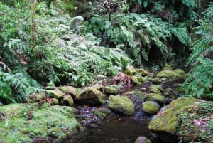 From Funchal: São Jorge Valleys Levada Walk