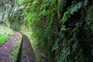 From Funchal: São Jorge Valleys Levada Walk