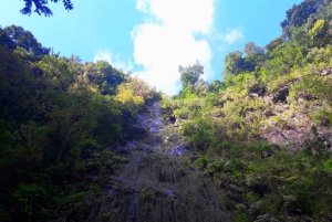 From Funchal: São Jorge Valleys Levada Walk