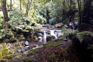 From Funchal: São Jorge Valleys Levada Walk