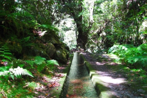 Fra Funchal: São Jorge Valleys Levada Walk
