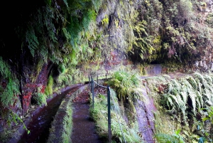 Fra Funchal: São Jorge Valleys Levada Walk