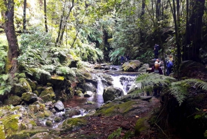 Fra Funchal: São Jorge Valleys Levada Walk